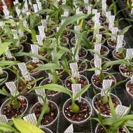 Prosthechea cochleata Prosthechea cochleata