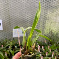 Prosthechea cochleata
