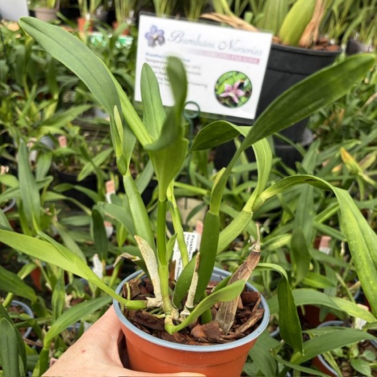 Prosthechea garciana Prosthechea garciana