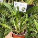 Prosthechea garciana Prosthechea garciana