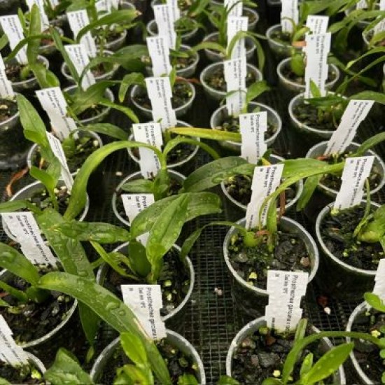 Prosthechea garciana x radiata
