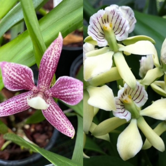 Prosthechea garciana x radiata