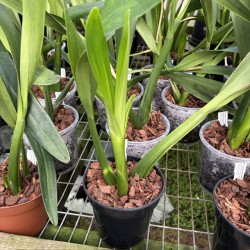 Prosthechea prismatocarpa