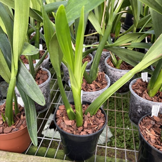 Prosthechea prismatocarpa Prosthechea prismatocarpa