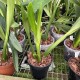Prosthechea prismatocarpa Prosthechea prismatocarpa