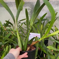 Prosthechea prismatocarpa Prosthechea prismatocarpa