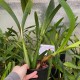 Prosthechea prismatocarpa Prosthechea prismatocarpa