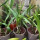 Prosthechea prismatocarpa 'Patricia' Prosthechea prismatocarpa 'Patricia'