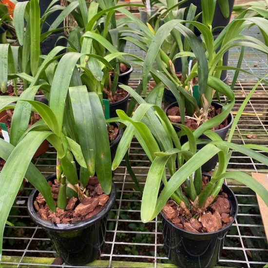 Prosthechea sceptra
