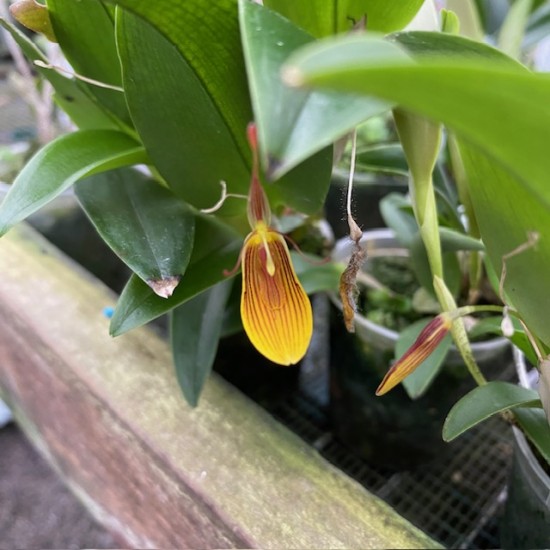 Restrepia Beauvoir