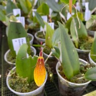 Restrepia Chardonnerie