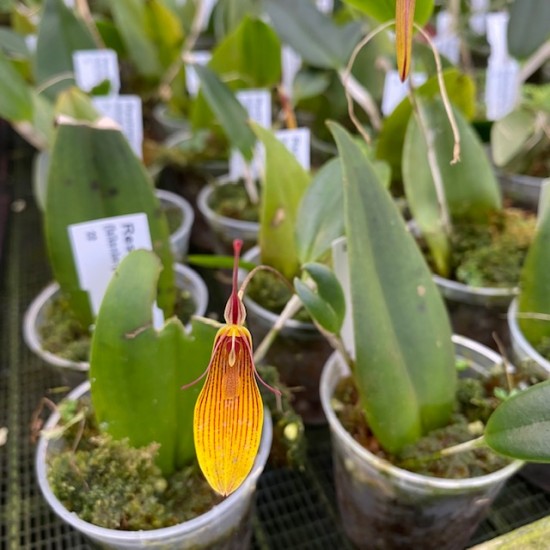 Restrepia Chardonnerie