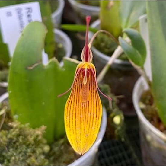 Restrepia Hybrid Collection