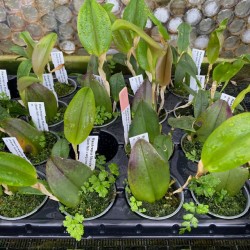 Restrepia Maudelayne