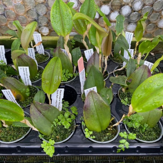 Restrepia Maudelayne