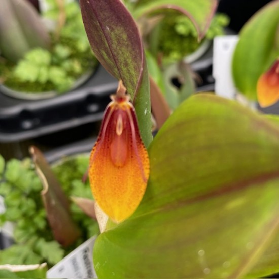 Restrepia Millbrook