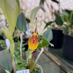 Restrepia Samares