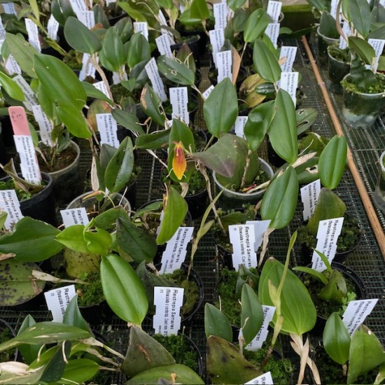 Restrepia Samares