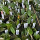 Restrepia Samares