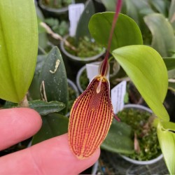 Restrepia Sarnia