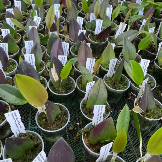 Restrepia Sarnia