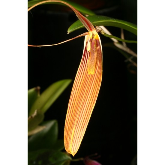 Restrepia antennifera 'Giselle'