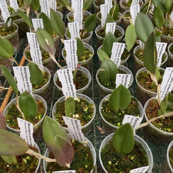 Restrepia antennifera
