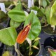 Restrepia antennifera 'Hemsleyana'