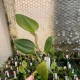 Restrepia antennifera 'Hemsleyana'