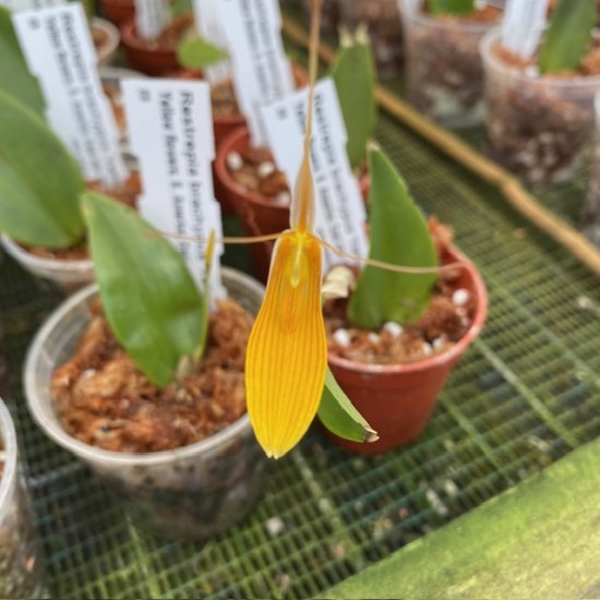 Restrepia brachypus "Yellow"
