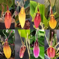 Restrepia Collection (3 Plants)