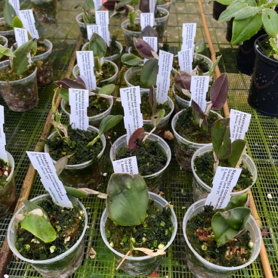 Restrepia condorensis