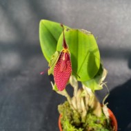Restrepia contorta Restrepia contorta