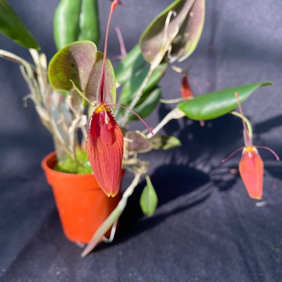 Restrepia cuprea