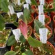 Restrepia guttulata 