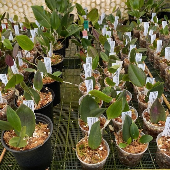Restrepia guttulata 