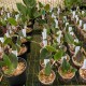 Restrepia guttulata 