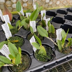 Restrepia lankesteri 'Sea Breeze'