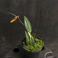 Restrepia nittiorhyncha
