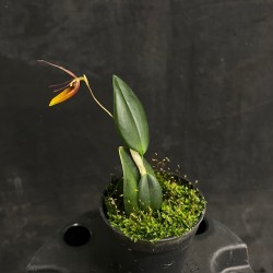 Restrepia nittiorhyncha