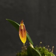 Restrepia nittiorhyncha