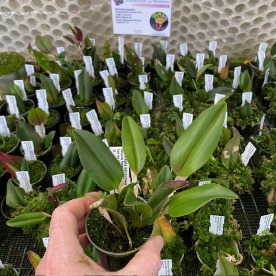 Restrepia sanguinea