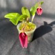Restrepia sanguinea