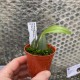 Restrepia tsubotae