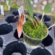 Restrepia tsubotae