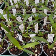 Rhynchostele cordata Rhynchostele cordata