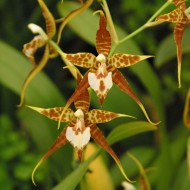 Rhynchostele cordata