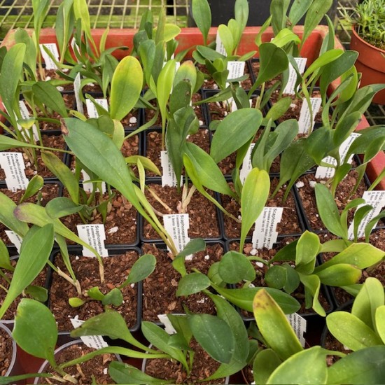 Scaphosepalum verrucosum