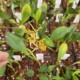Scaphosepalum verrucosum