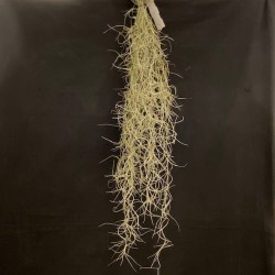 Tillandsia usneoides Tillandsia usneoides